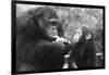 Chimpanzee with Her Young-null-Framed Photographic Print