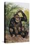 Chimpanzee with its Young One in the Forest (Pan Troglodytes)-null-Stretched Canvas