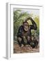 Chimpanzee with its Young One in the Forest (Pan Troglodytes)-null-Framed Giclee Print