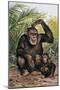 Chimpanzee with its Young One in the Forest (Pan Troglodytes)-null-Mounted Giclee Print