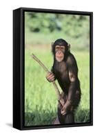 Chimpanzee with Stick-DLILLC-Framed Stretched Canvas