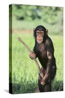 Chimpanzee with Stick-DLILLC-Stretched Canvas