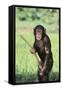 Chimpanzee with Stick-DLILLC-Framed Stretched Canvas