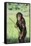 Chimpanzee with Stick-DLILLC-Framed Stretched Canvas