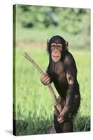 Chimpanzee with Stick-DLILLC-Stretched Canvas