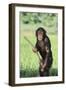 Chimpanzee with Stick-DLILLC-Framed Premium Photographic Print