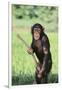 Chimpanzee with Stick-DLILLC-Framed Premium Photographic Print