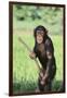 Chimpanzee with Stick-DLILLC-Framed Premium Photographic Print