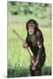 Chimpanzee with Stick-DLILLC-Mounted Premium Photographic Print