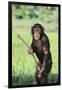 Chimpanzee with Stick-DLILLC-Framed Premium Photographic Print