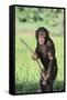 Chimpanzee with Stick-DLILLC-Framed Stretched Canvas