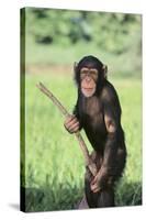 Chimpanzee with Stick-DLILLC-Stretched Canvas