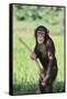 Chimpanzee with Stick-DLILLC-Framed Stretched Canvas