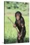 Chimpanzee with Stick-DLILLC-Stretched Canvas