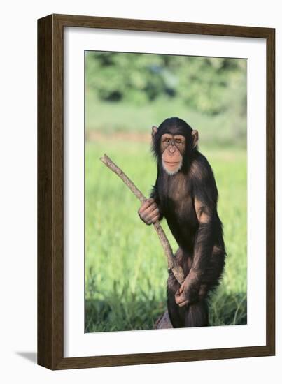 Chimpanzee with Stick-DLILLC-Framed Photographic Print