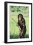 Chimpanzee with Stick-DLILLC-Framed Photographic Print