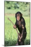 Chimpanzee with Stick-DLILLC-Mounted Photographic Print