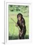 Chimpanzee with Stick-DLILLC-Framed Photographic Print