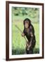 Chimpanzee with Stick-DLILLC-Framed Photographic Print