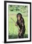 Chimpanzee with Stick-DLILLC-Framed Photographic Print