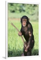 Chimpanzee with Stick-DLILLC-Framed Photographic Print