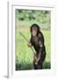 Chimpanzee with Stick-DLILLC-Framed Photographic Print