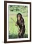 Chimpanzee with Stick-DLILLC-Framed Photographic Print