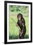 Chimpanzee with Stick-DLILLC-Framed Photographic Print