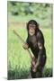 Chimpanzee with Stick-DLILLC-Mounted Photographic Print