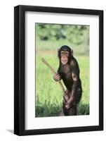 Chimpanzee with Stick-DLILLC-Framed Photographic Print