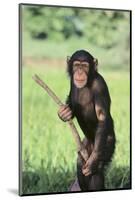 Chimpanzee with Stick-DLILLC-Mounted Photographic Print