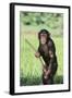 Chimpanzee with Stick-DLILLC-Framed Photographic Print