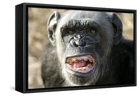 Chimpanzee Yawning Showing Close-Up of Mouth-null-Framed Stretched Canvas