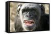 Chimpanzee Yawning Showing Close-Up of Mouth-null-Framed Stretched Canvas