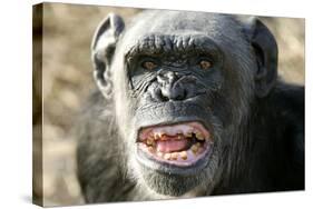 Chimpanzee Yawning Showing Close-Up of Mouth-null-Stretched Canvas