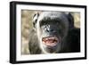 Chimpanzee Yawning Showing Close-Up of Mouth-null-Framed Photographic Print