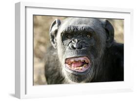 Chimpanzee Yawning Showing Close-Up of Mouth-null-Framed Photographic Print