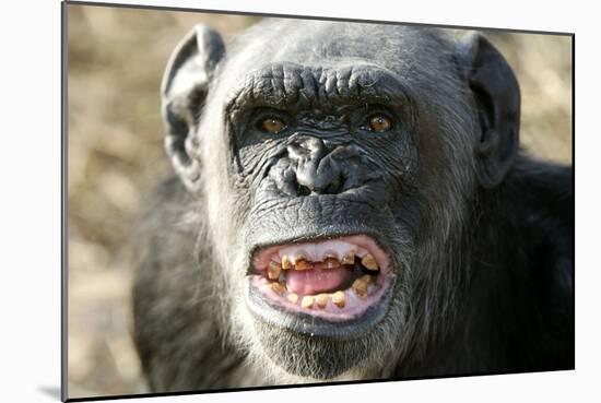 Chimpanzee Yawning Showing Close-Up of Mouth-null-Mounted Photographic Print