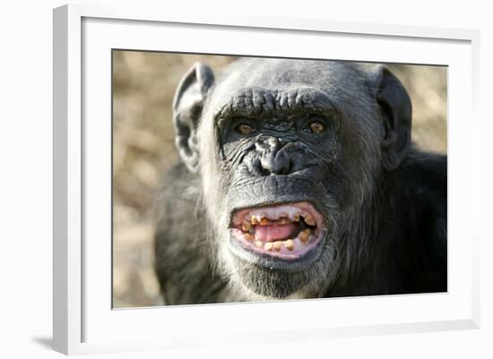 Chimpanzee Yawning Showing Close-Up of Mouth-null-Framed Photographic Print