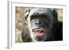 Chimpanzee Yawning Showing Close-Up of Mouth-null-Framed Photographic Print