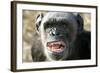 Chimpanzee Yawning Showing Close-Up of Mouth-null-Framed Photographic Print