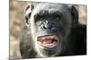 Chimpanzee Yawning Showing Close-Up of Mouth-null-Mounted Photographic Print