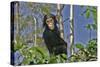 Chimpanzee Young in Tree-null-Stretched Canvas