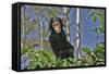 Chimpanzee Young in Tree-null-Framed Stretched Canvas