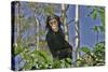 Chimpanzee Young in Tree-null-Stretched Canvas