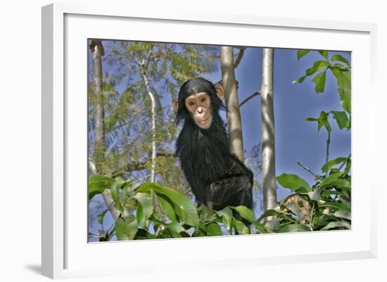 Chimpanzee Young in Tree-null-Framed Photographic Print