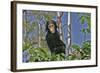 Chimpanzee Young in Tree-null-Framed Photographic Print