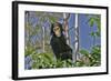 Chimpanzee Young in Tree-null-Framed Photographic Print