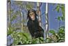 Chimpanzee Young in Tree-null-Mounted Photographic Print