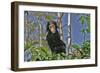 Chimpanzee Young in Tree-null-Framed Photographic Print